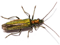 Oedemera nobilis